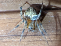 Neoscona domiciliorum