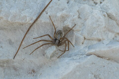 Philodromus aureolus