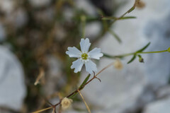 Heliosperma pusillum