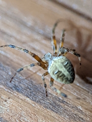 Neoscona domiciliorum