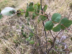 Eucalyptus melanophloia