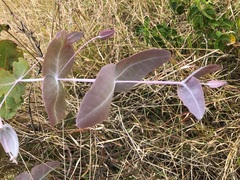 Eucalyptus melanophloia