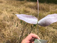 Eucalyptus melanophloia