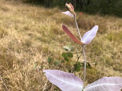 Eucalyptus melanophloia