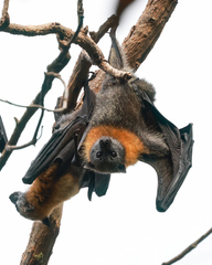 Pteropus poliocephalus