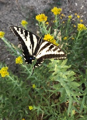 Papilio eurymedon