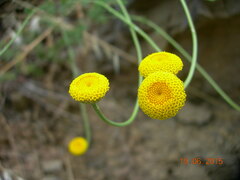 Anthemis cretica