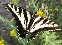 Papilio eurymedon