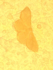Idaea straminata