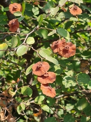 Paliurus spina-christi