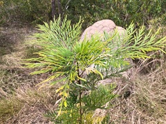 Grevillea