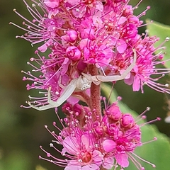 Misumena vatia
