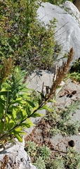 Artemisia suksdorfii