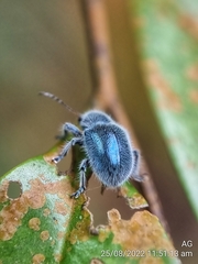Trichochrysea hirta