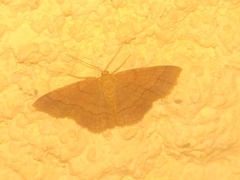 Scopula rubiginata
