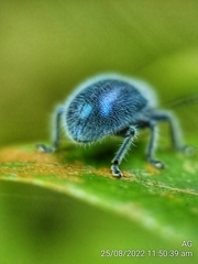 Trichochrysea hirta