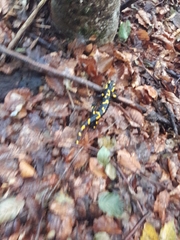 Salamandra salamandra
