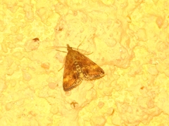Pyrausta despicata