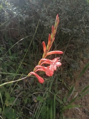 Watsonia