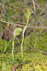 Pterostylis curta