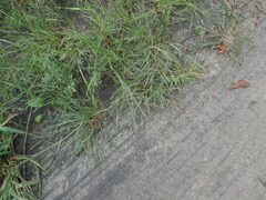 Eragrostis albensis