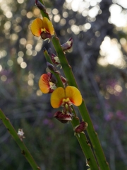Bossiaea scolopendria