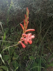 Watsonia
