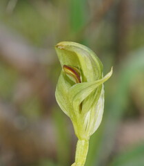Pterostylis curta