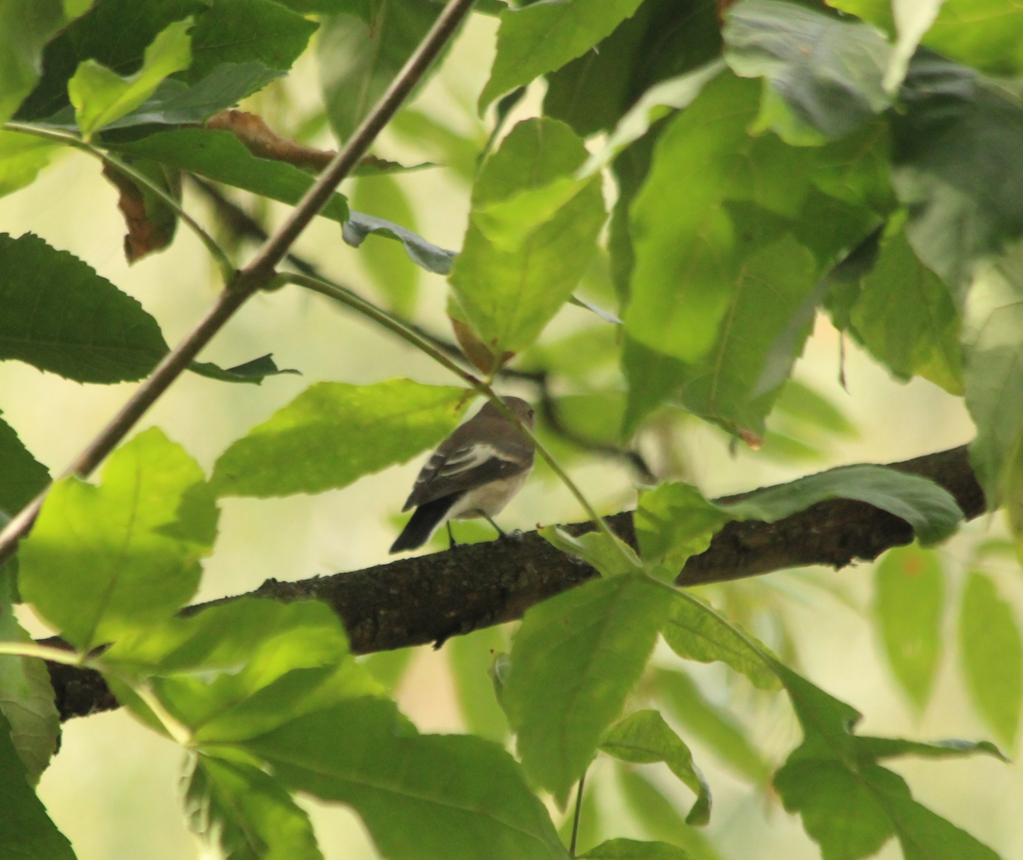 European Pied Flycatcher
