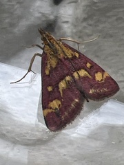Pyrausta purpuralis