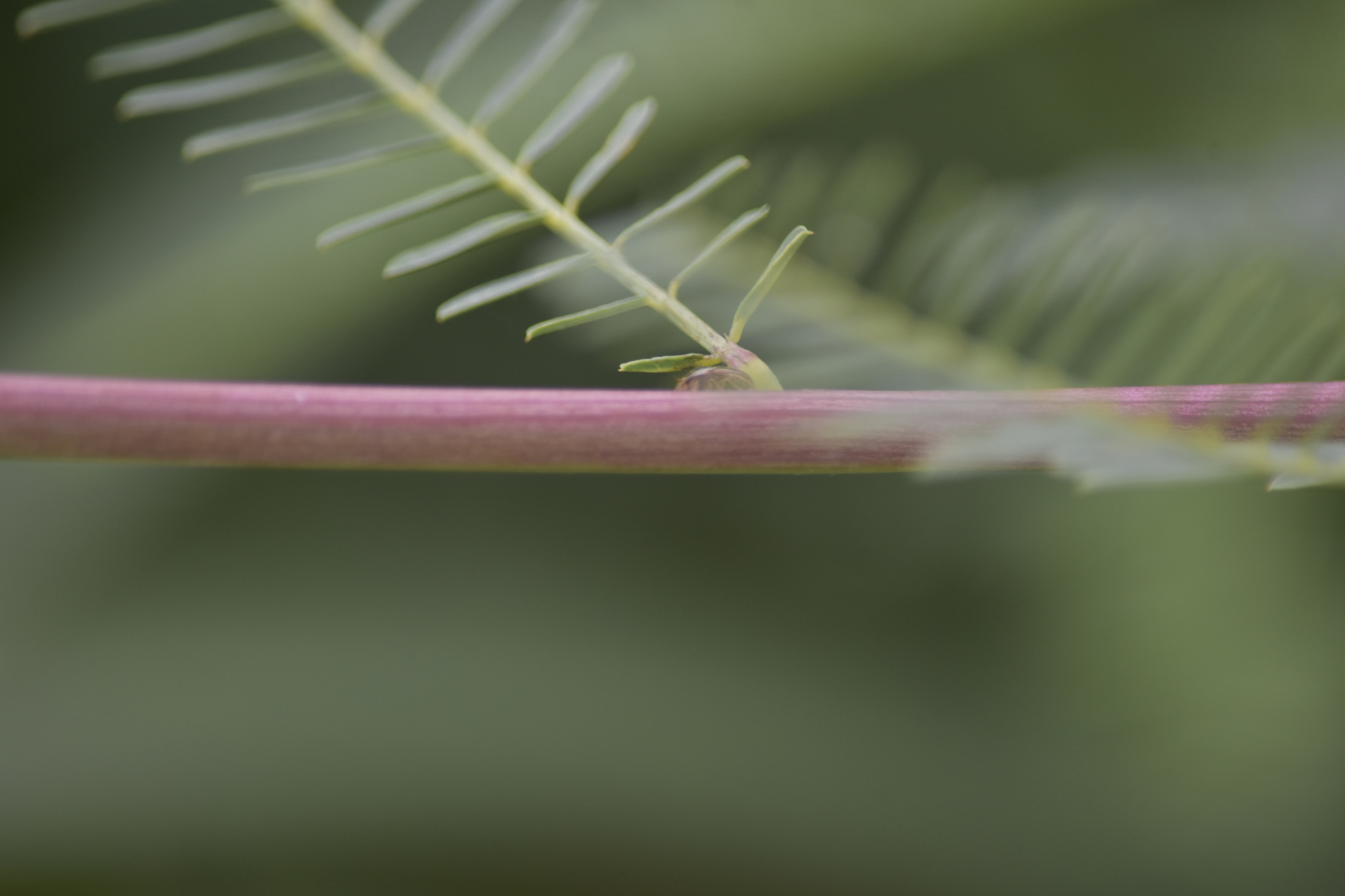 Sesbania cannabina — ảnh 2