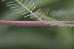 Sesbania cannabina