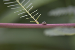 Sesbania cannabina