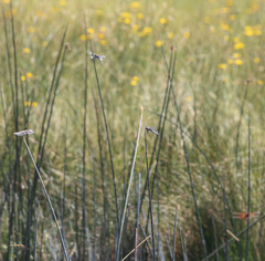 Libellula nodisticta