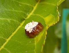 Reduviidae