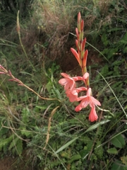 Watsonia