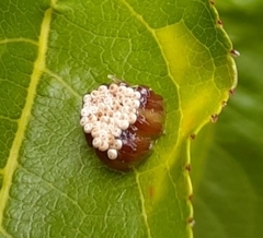 Reduviidae