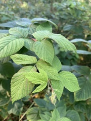 Rubus sachalinensis
