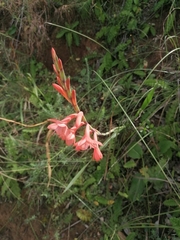 Watsonia