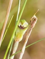 Pterostylis concinna