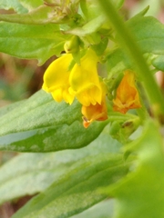 Melampyrum sylvaticum