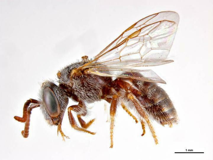Lasioglossum convexum