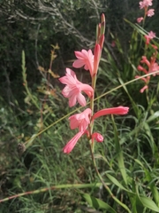 Watsonia