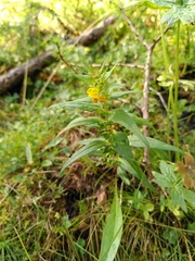 Melampyrum sylvaticum