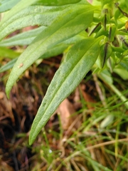 Melampyrum sylvaticum