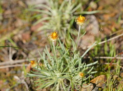 Leucochrysum albicans albicans