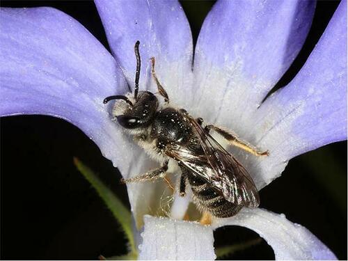 Lasioglossum willsi