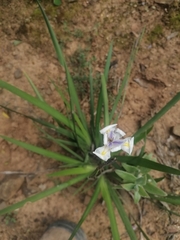 Dietes