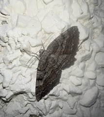 Neoalcis californiaria