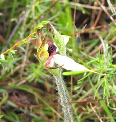 Caladenia macrostylis